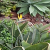 Plants: image 80 Of 208 Thumb